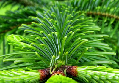 « Mon beau sapin, roi des forêts… »