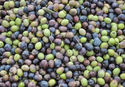 Olives vertes ou olives noires, là est la question !