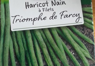 Haricots verts : des graines incomparables