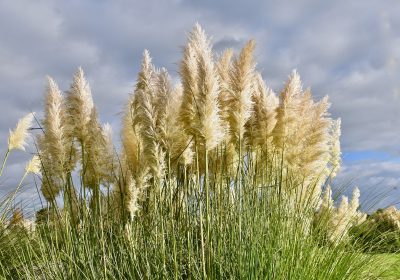 Espèces exotiques envahissantes : l’exemple de l’herbe de la pampa