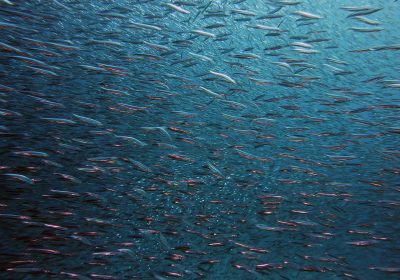 La pêche durable pourra-t-elle durer ?