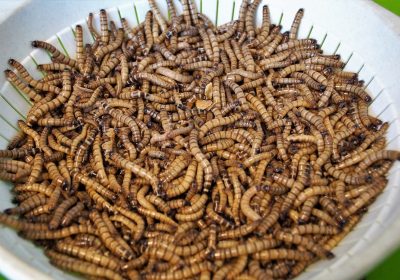 La revanche du ver de farine