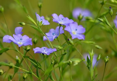 Le lin, la fibre végétale écologique